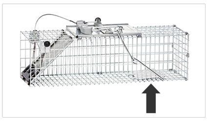 Best Chipmunk Baits How to Bait a Chipmunk Trap