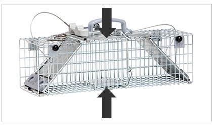 Chipmunk Trapping Tips