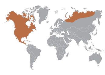 chipmunk geography