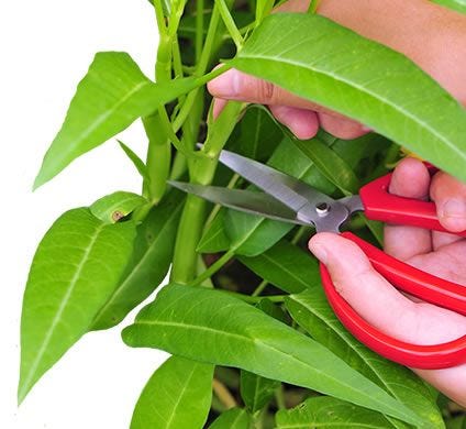 pruning plants