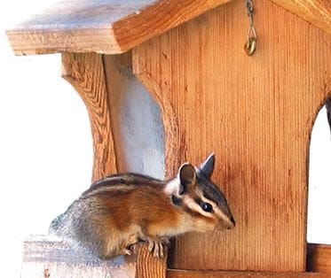 How to Get Rid of Chipmunks Using Traps or Repellants