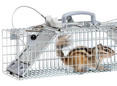 Humane Chipmunk Trapping Sevices - Varment Guard Wildlife Services