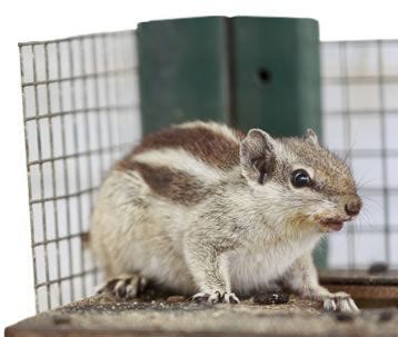 Effectively Get Rid of Chipmunks with Proper Baiting and Trapping