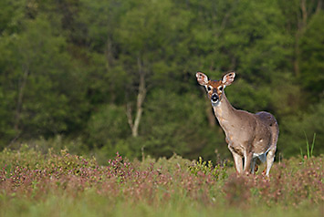 deer habitat