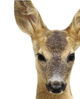 deer hearing