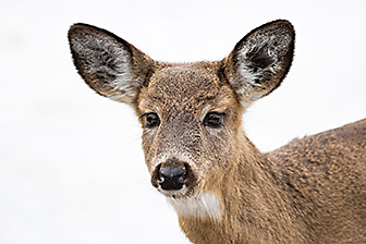 deer history