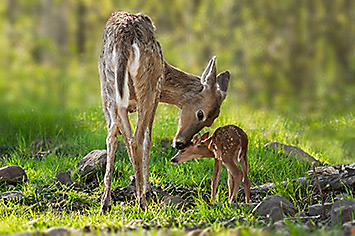 Deer behavior deals