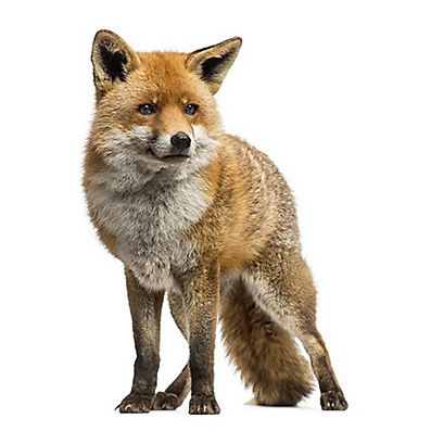 Facts About Foxes | Fox Facts | Havahart®