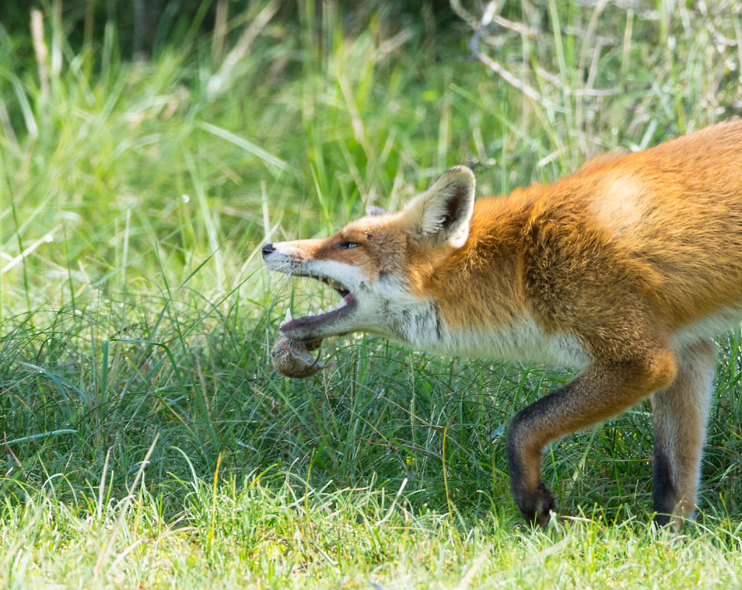 foxes