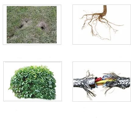 Identify armadillos damage