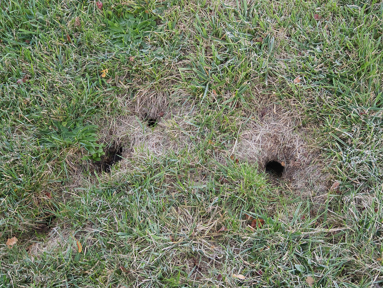 gopher damage