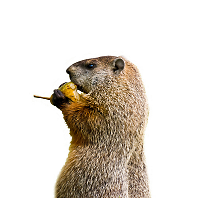 18+ will groundhogs eat tomato plants - BranikEverlaii