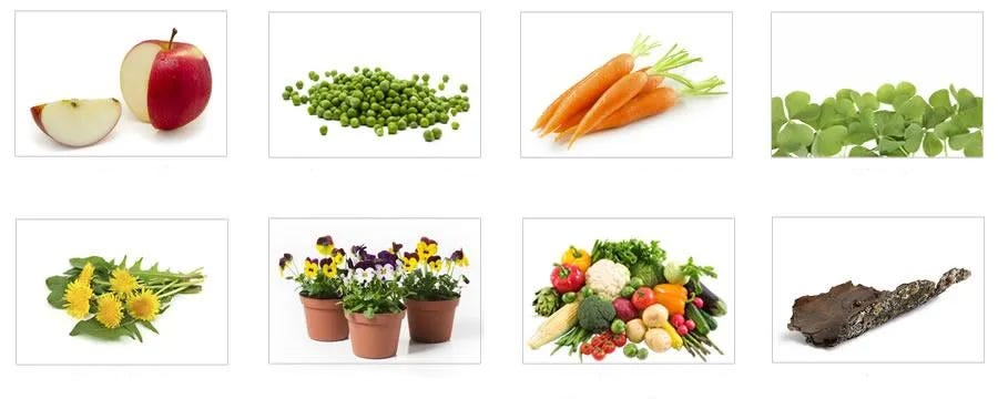 groundhogs diet