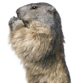 groundhog facts