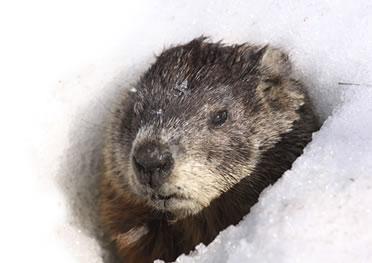 groundhog geography