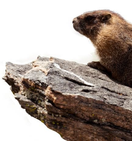 How to Repel Groundhogs | Groundhog Repellent | Havahart®