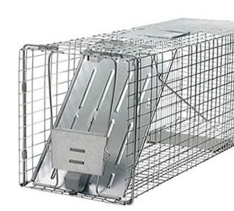 groundhog trap