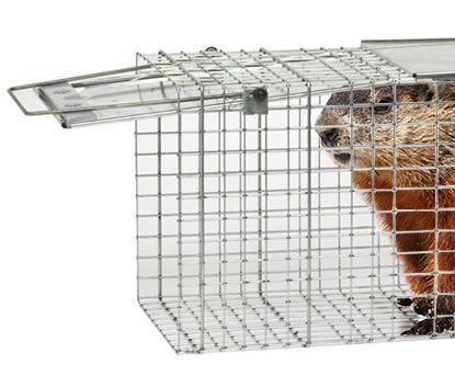 groundhog caught in a trap
