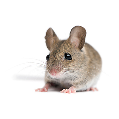 Facts About Mice