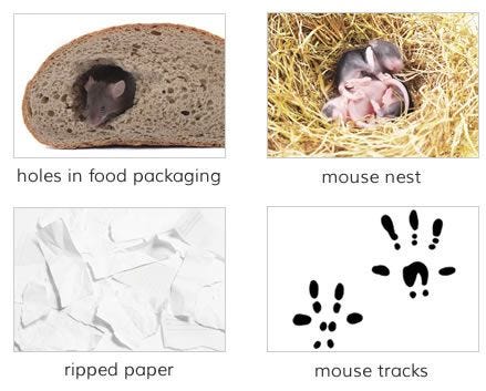 mouse Damage