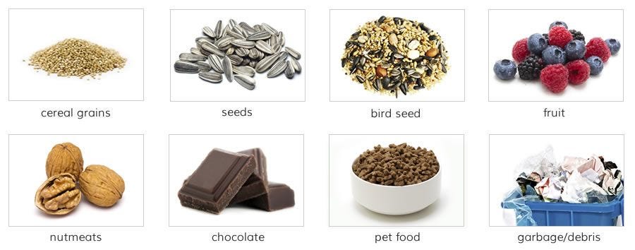 mouse Diet