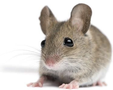 mouse facts