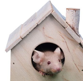 mouse Habitat
