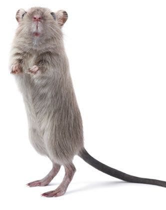 mouse