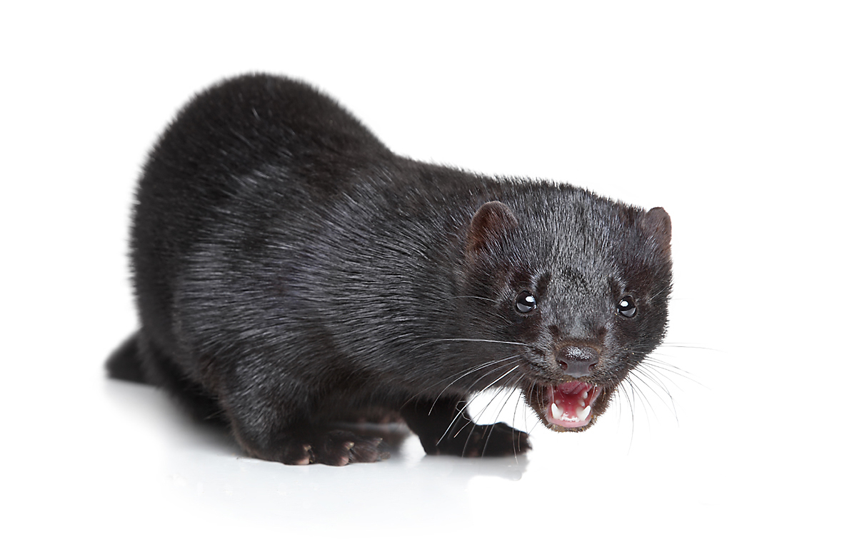 Mink and best sale dog catch rats
