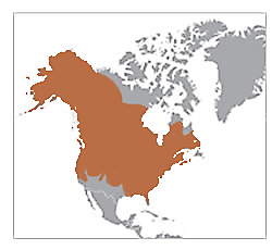 mink geography