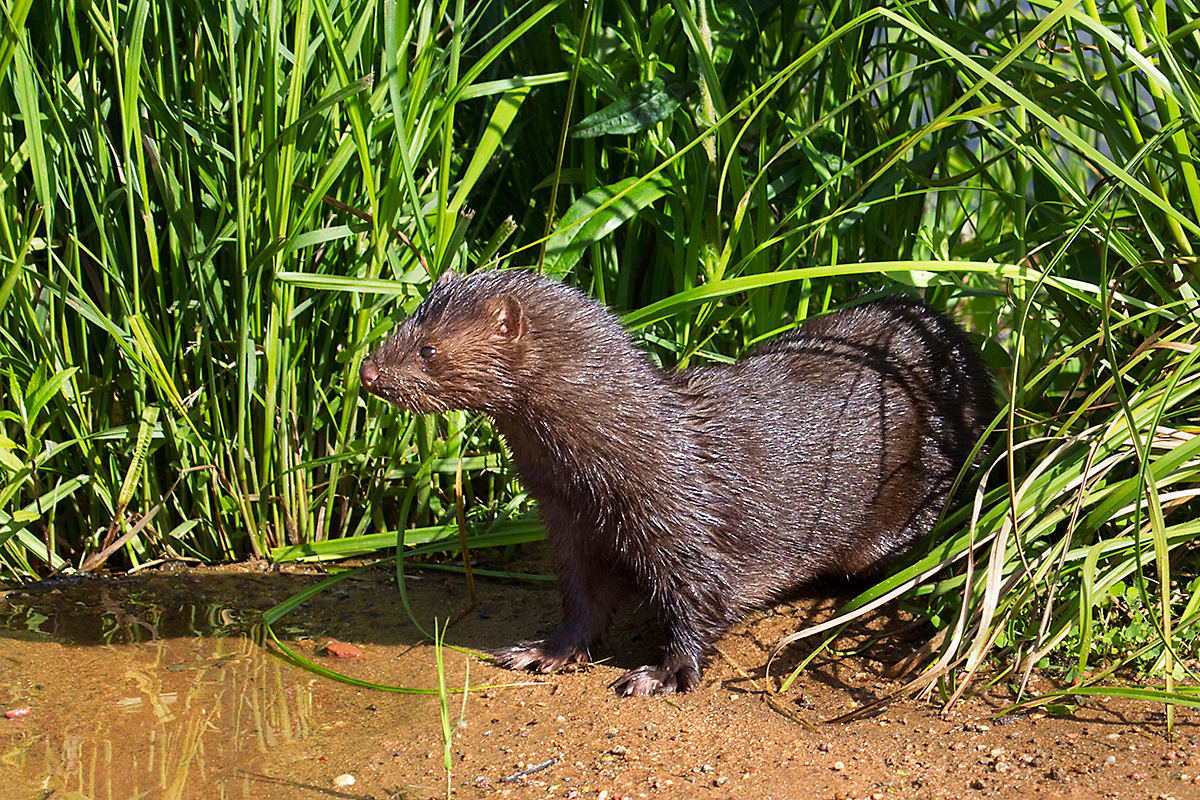 mink habitat