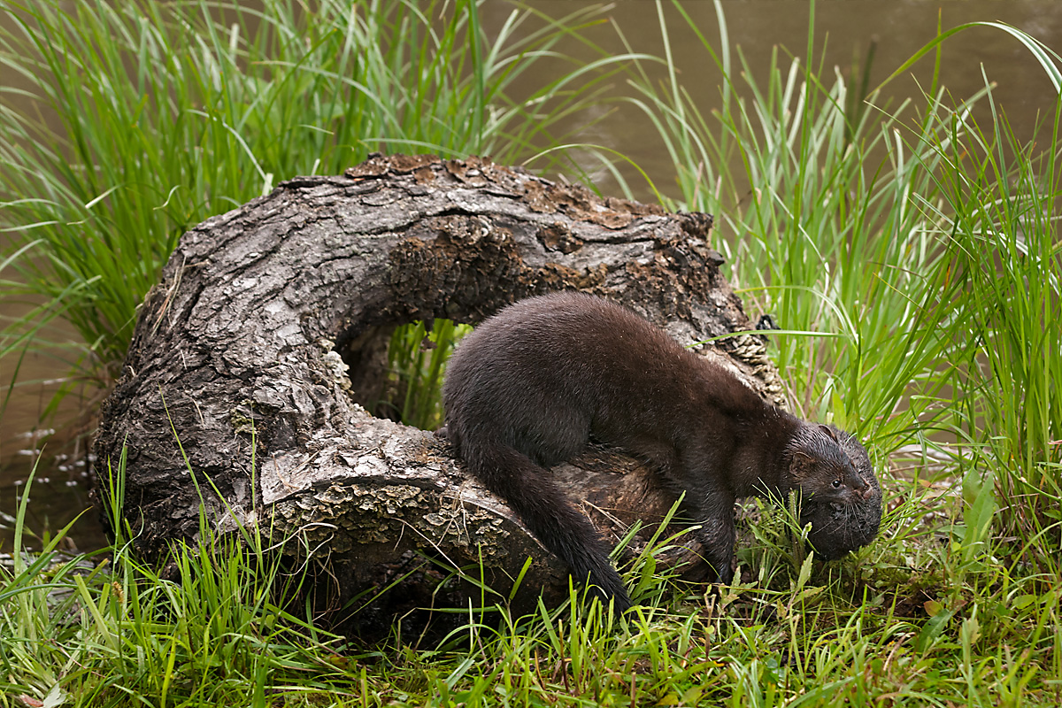 mink lifecycle