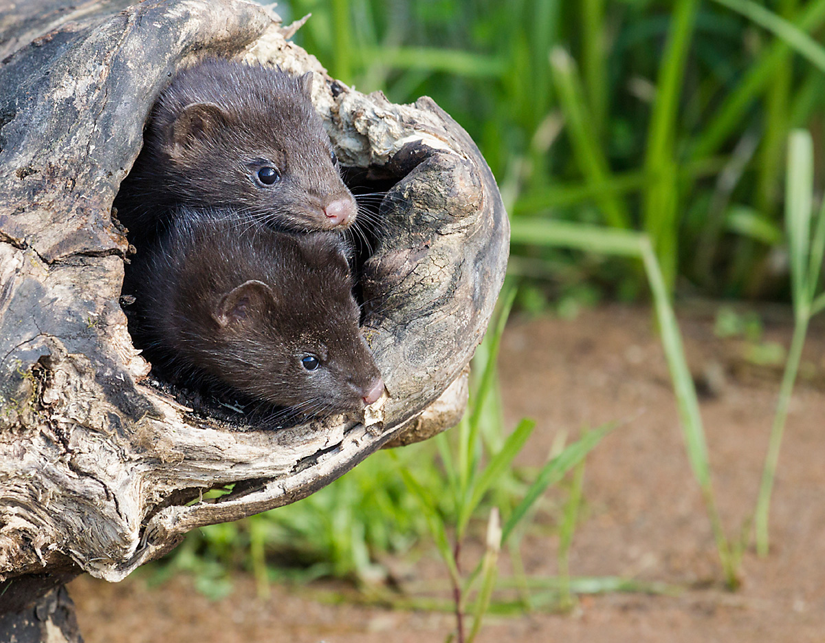 Identify mink damage