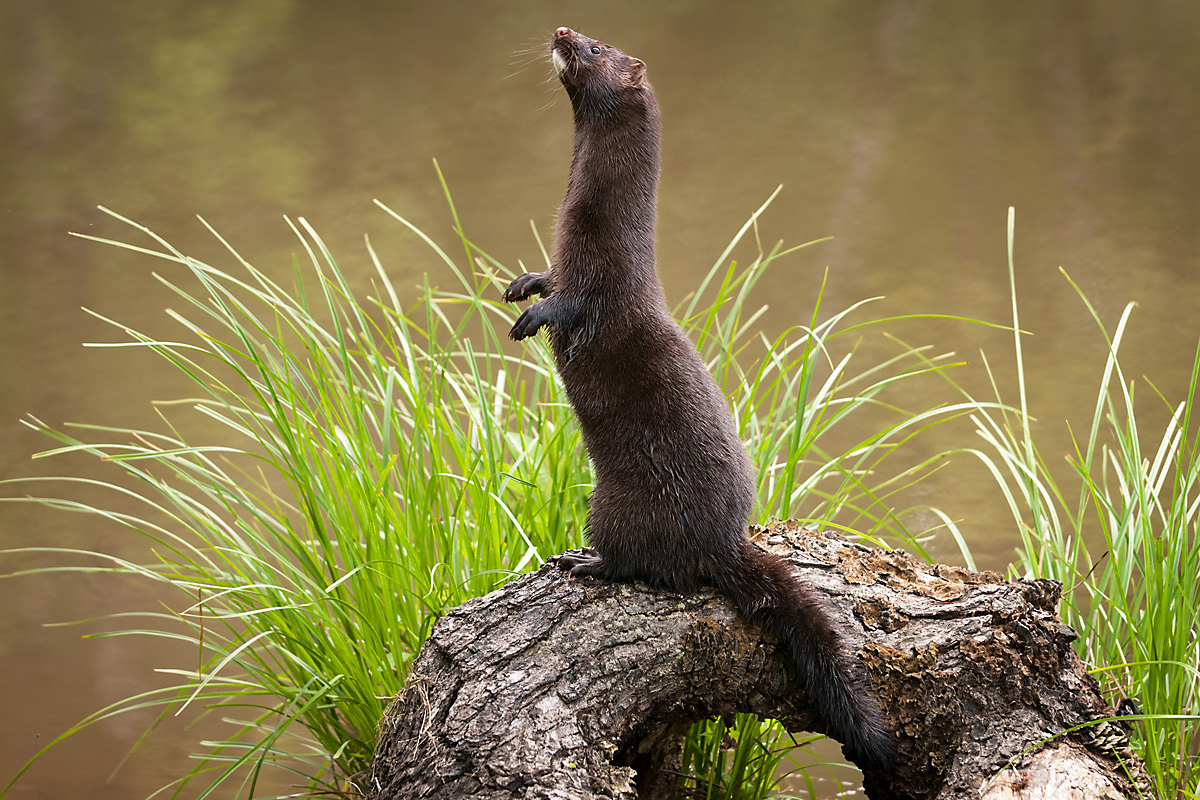 Identify mink disease