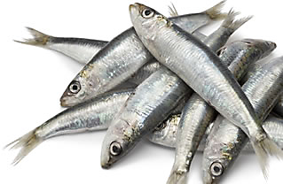 bait