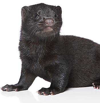 mink