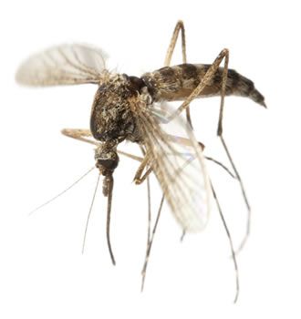 General mosquito facts