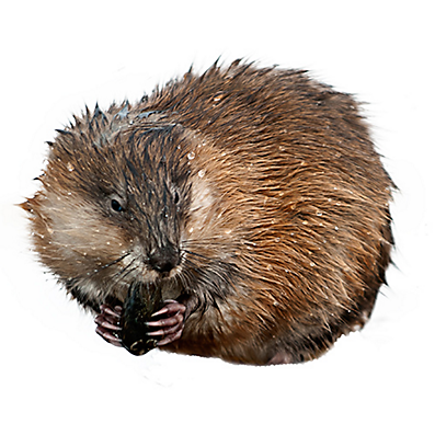 Muskrats-1