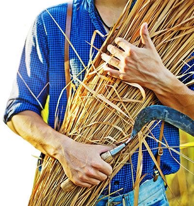 vegetable basket