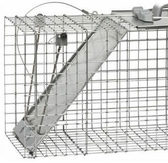 muskrat trap