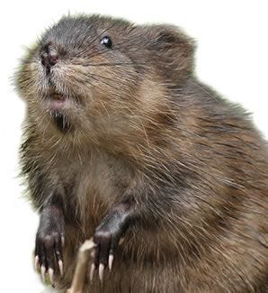 muskrat 