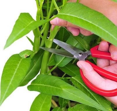 plant pruning