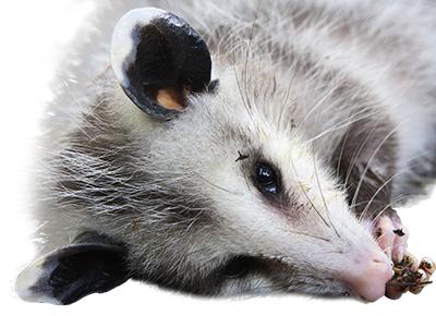 Playing Possum