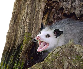 Opossum habitat