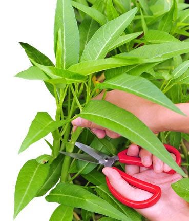 plant pruning