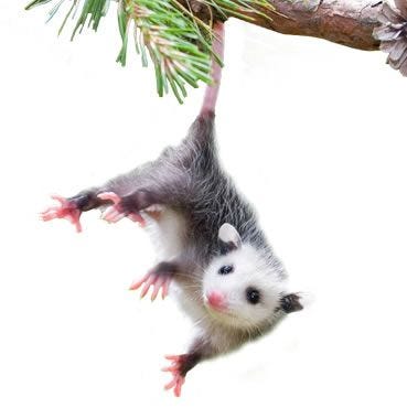 hanging opossum