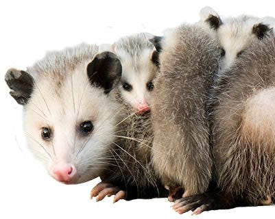 How to Trap Opossums, Opossum Traps