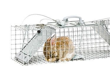 rabbit trap