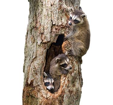 raccoon habitat