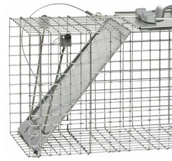 raccoon trap